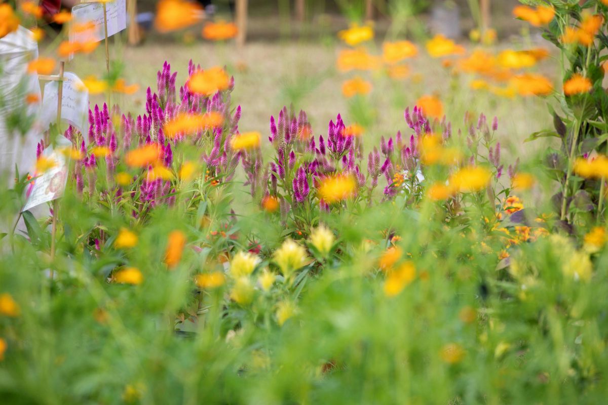 03-05-2025: Landscaping for the Lazy Gardener