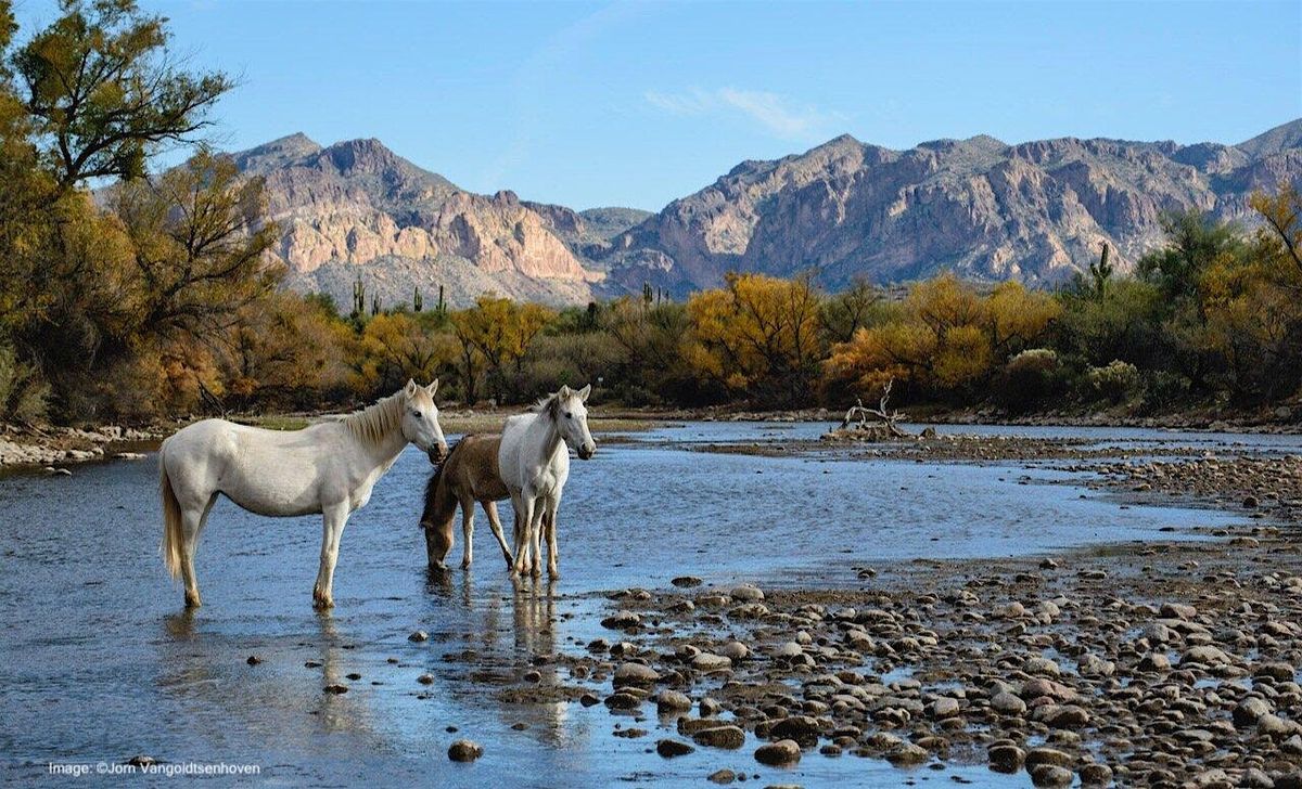 Our Stories: History of Wild Horses