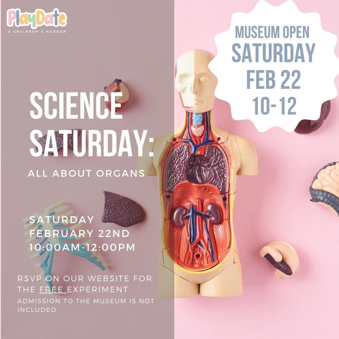 Science Saturday: All About Organs 