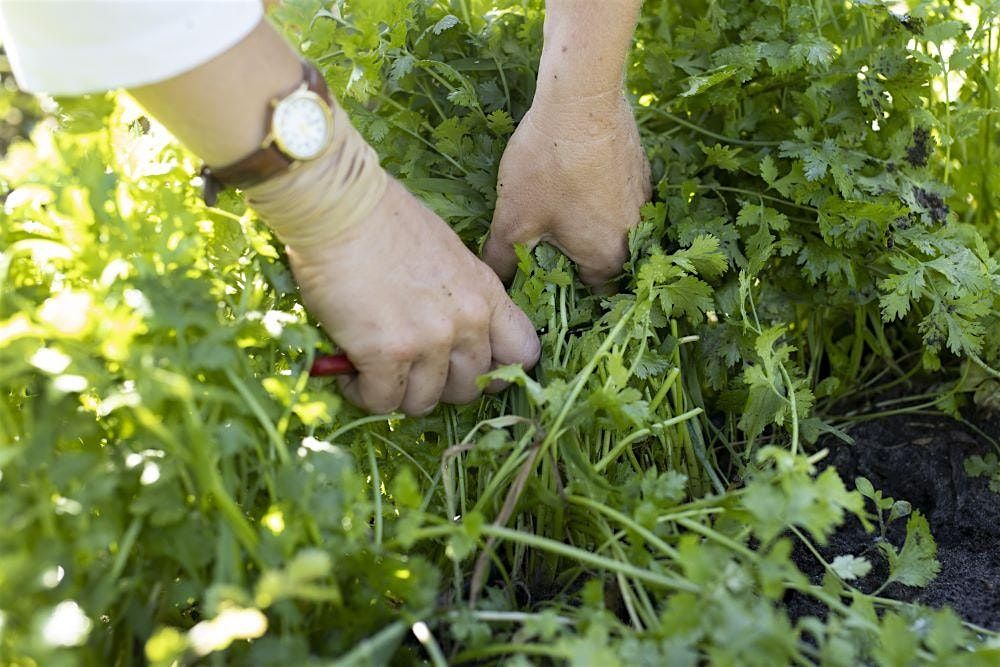 Herb Gardening 101