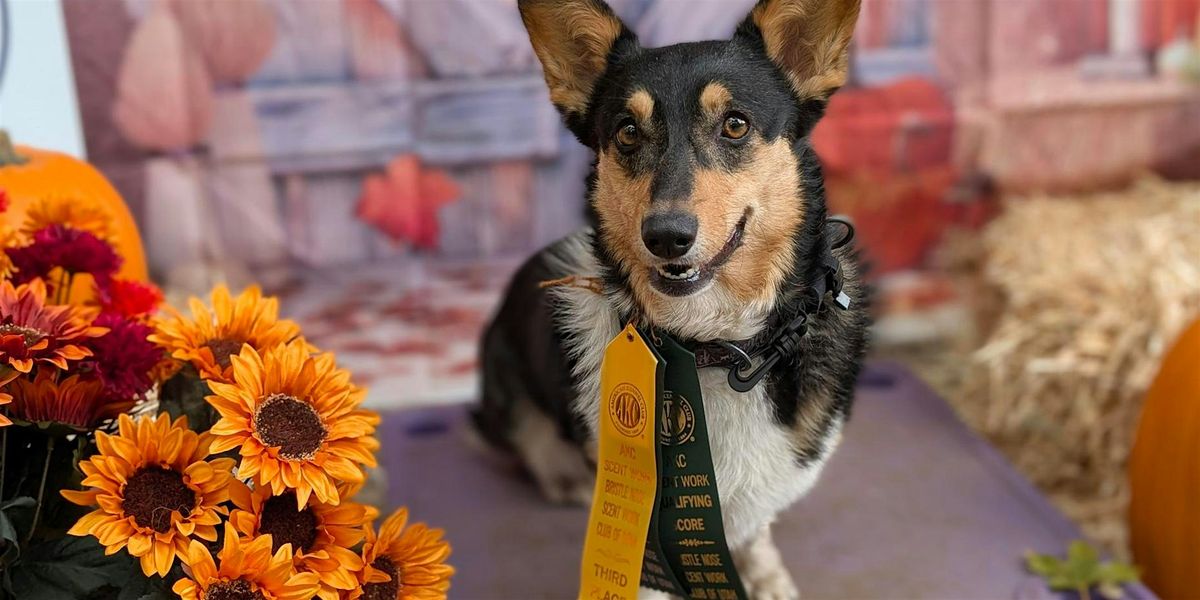 Intermediate to Scentwork (Dog Training)