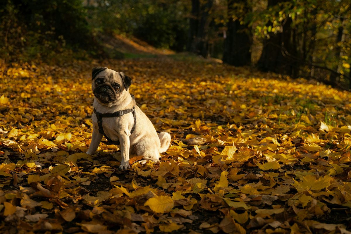 Pug Meetup in Chippewa Falls