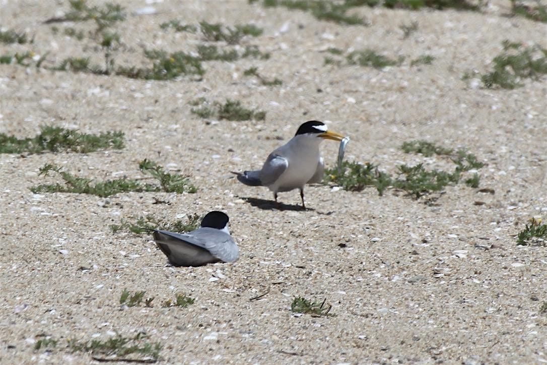 Least Tern Preserve Restoration