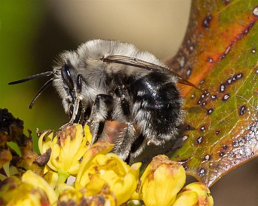 Native Bees of the Olympic Peninsula & Their Nesting Habitats