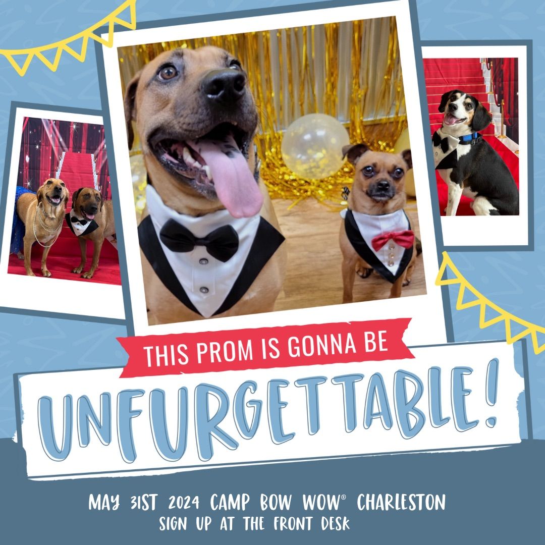 Camp Bow Wow Prom