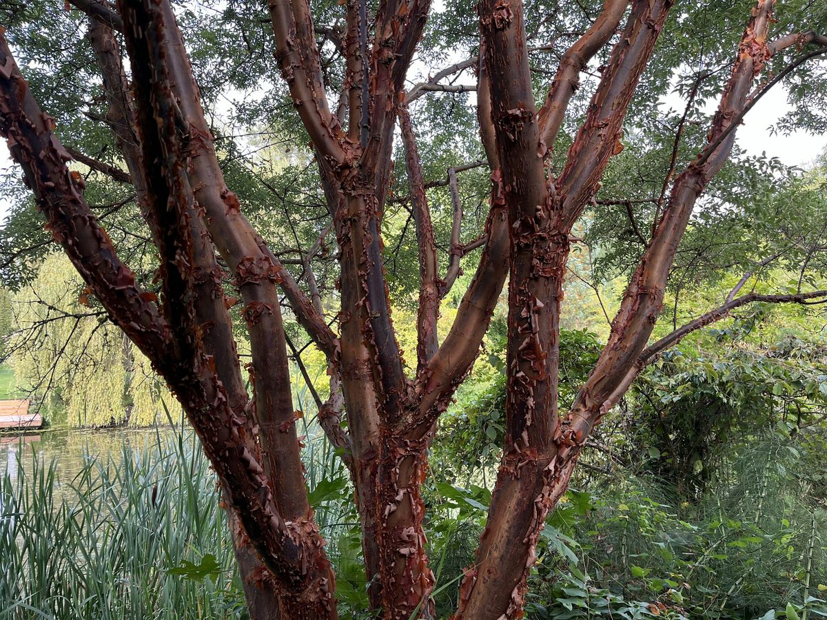 Fall Pruning
