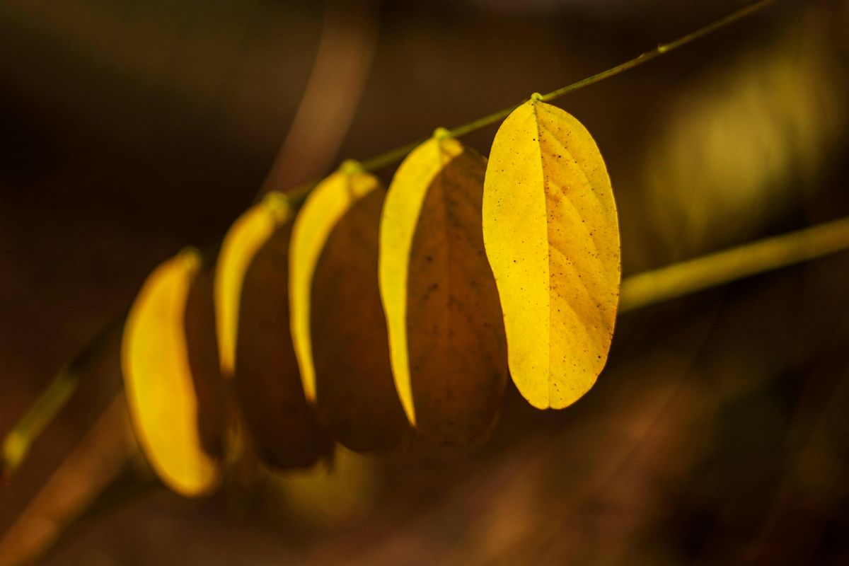 Traumas complexes et populations vuln\u00e9rabilis\u00e9es (1 journ\u00e9e compl\u00e8te)