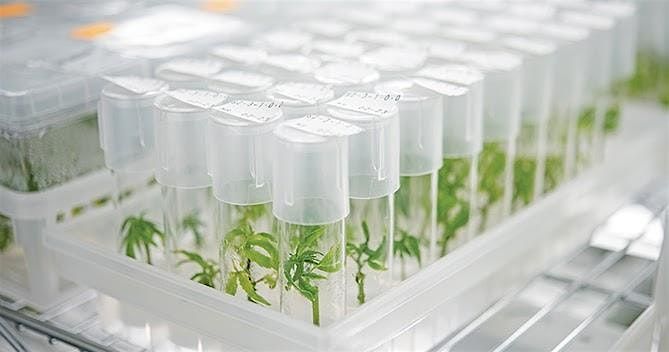 Wet-Lab Plant Tissue Culture Workshop - Take Home Plant Included!