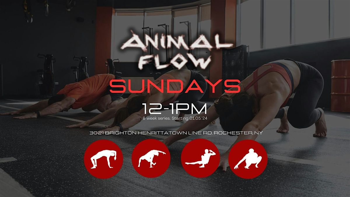 ANIMAL FLOW classes