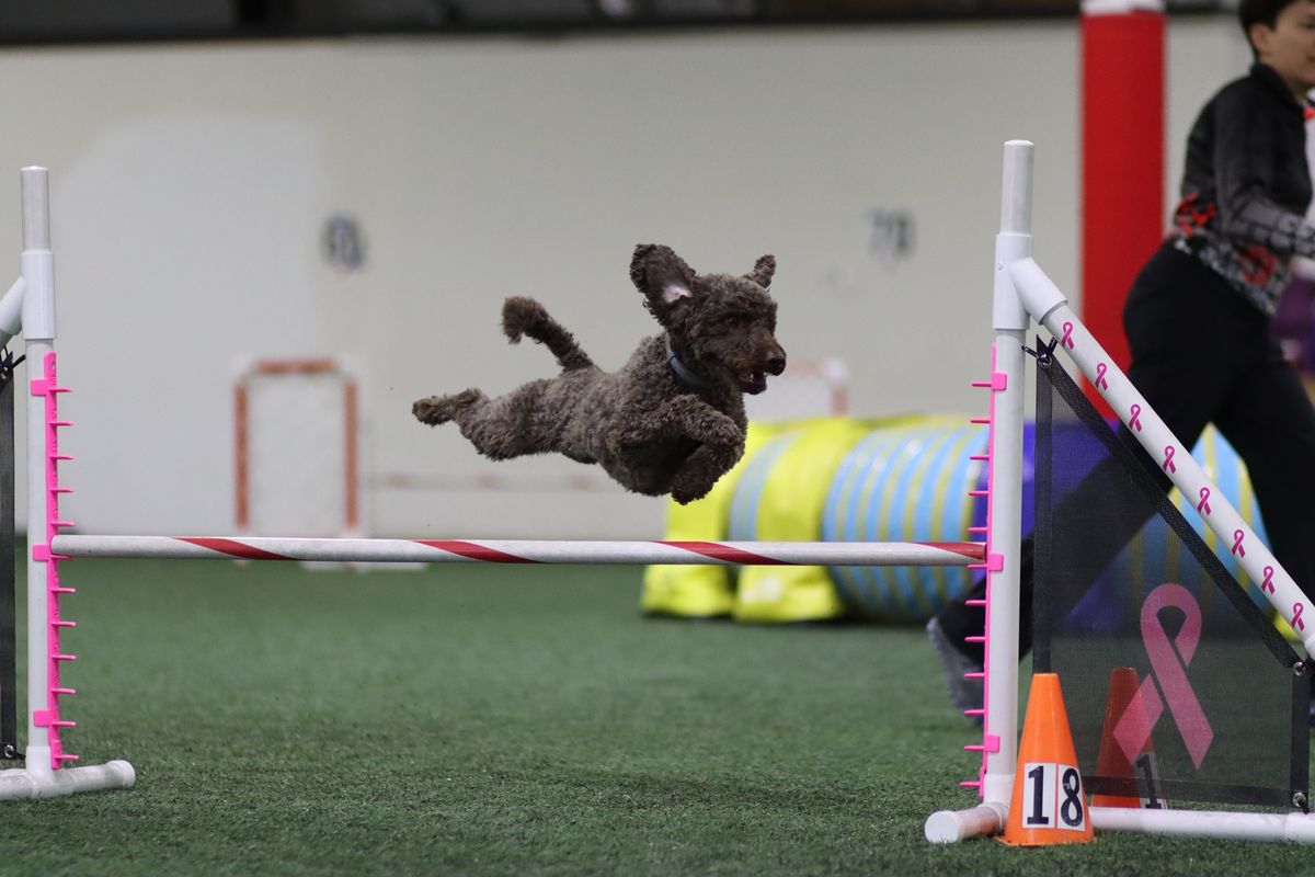 AKC GMPC Agility Trial!