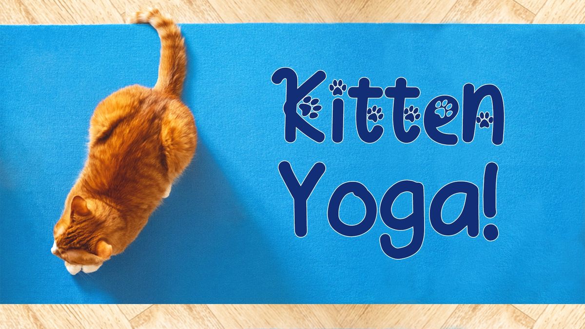 Kitten Yoga!