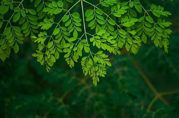 Indigenous Herbs Level 2