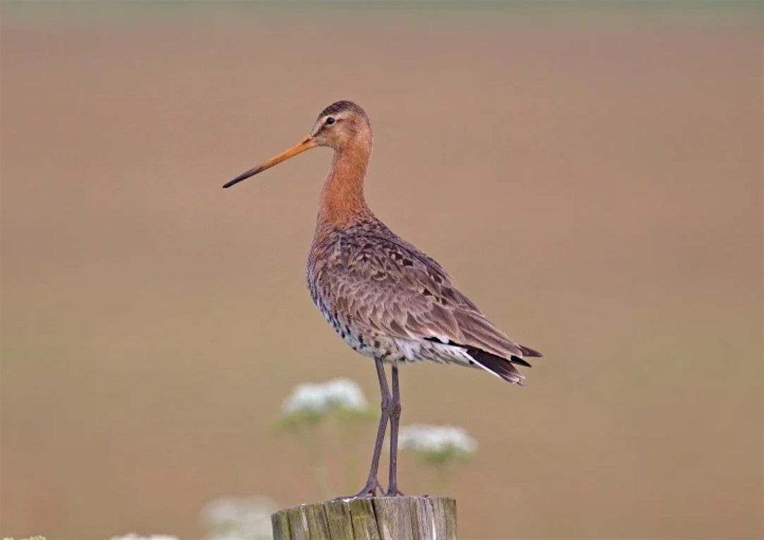 Voorjaarsvogels in Polder IJdoorn