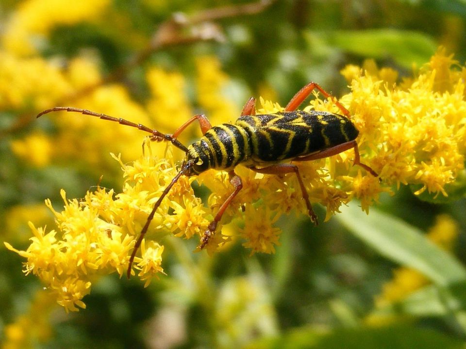 Animals of NH: Insects and Arthropods, Prescott Farm Environmental ...