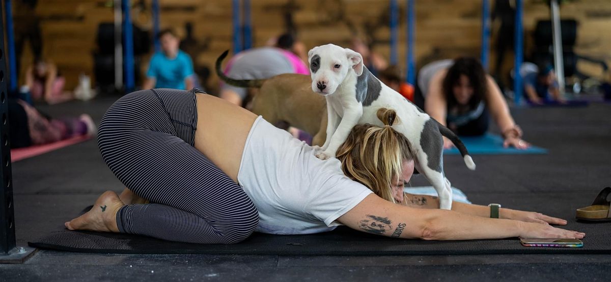 Puppy Yoga + Pillar Fitness