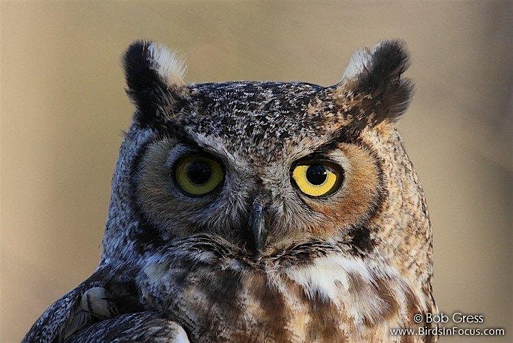 Owl Prowl: Citizen Science: Adult Program, $4 per adult upon arrival