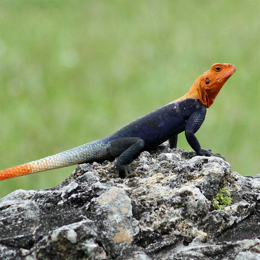 Florida\u2019s Invasive Species Stroll at Donald B. Moore Preserve