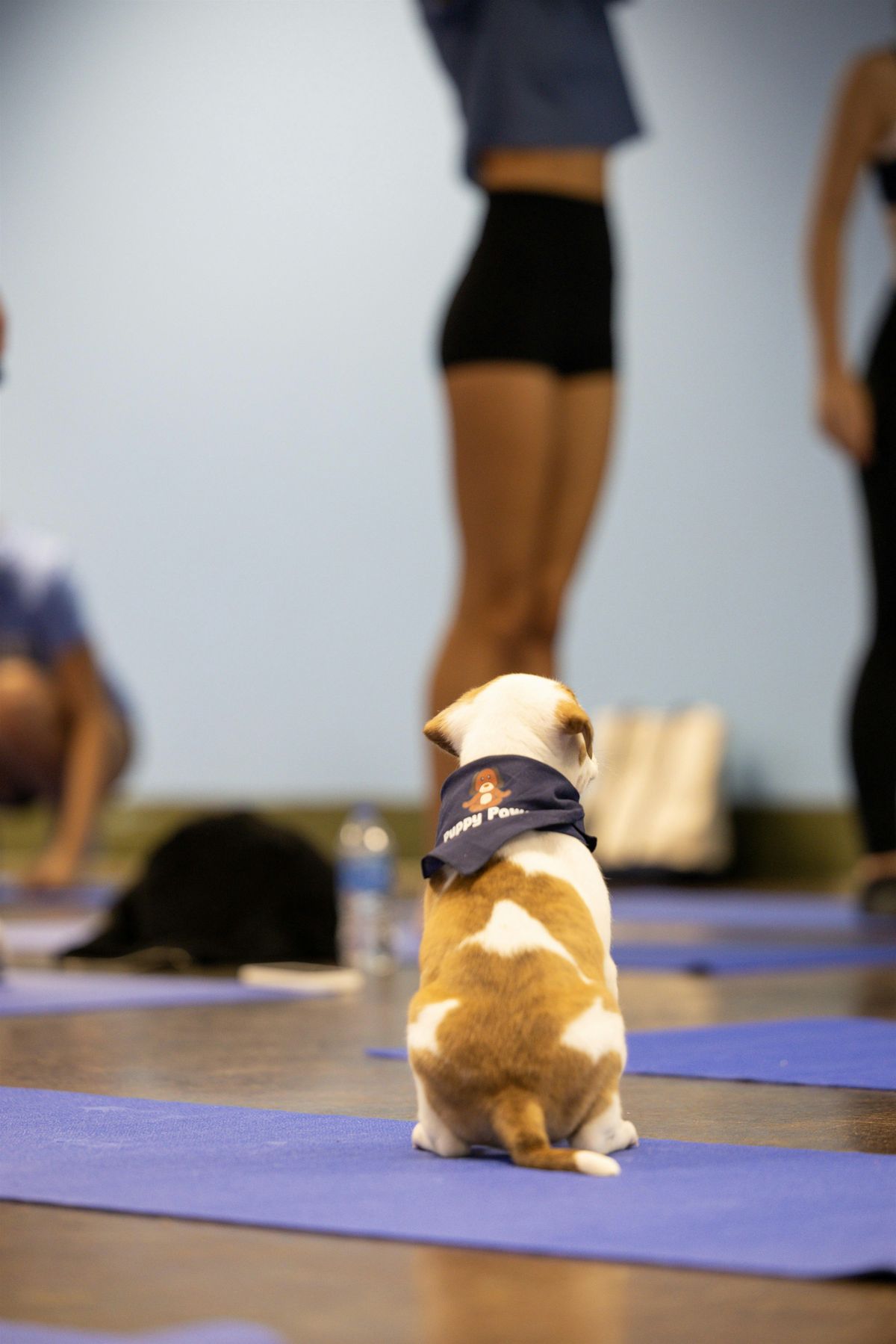 Puppy Power Holiday Yoga