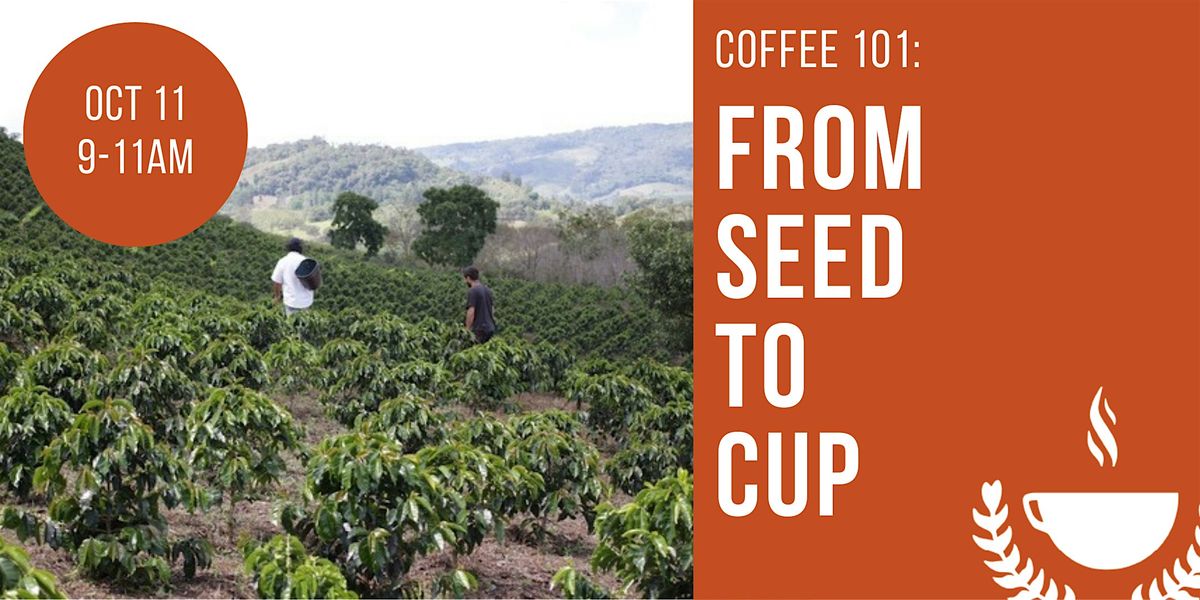 Coffee 101: From Seed to Cup