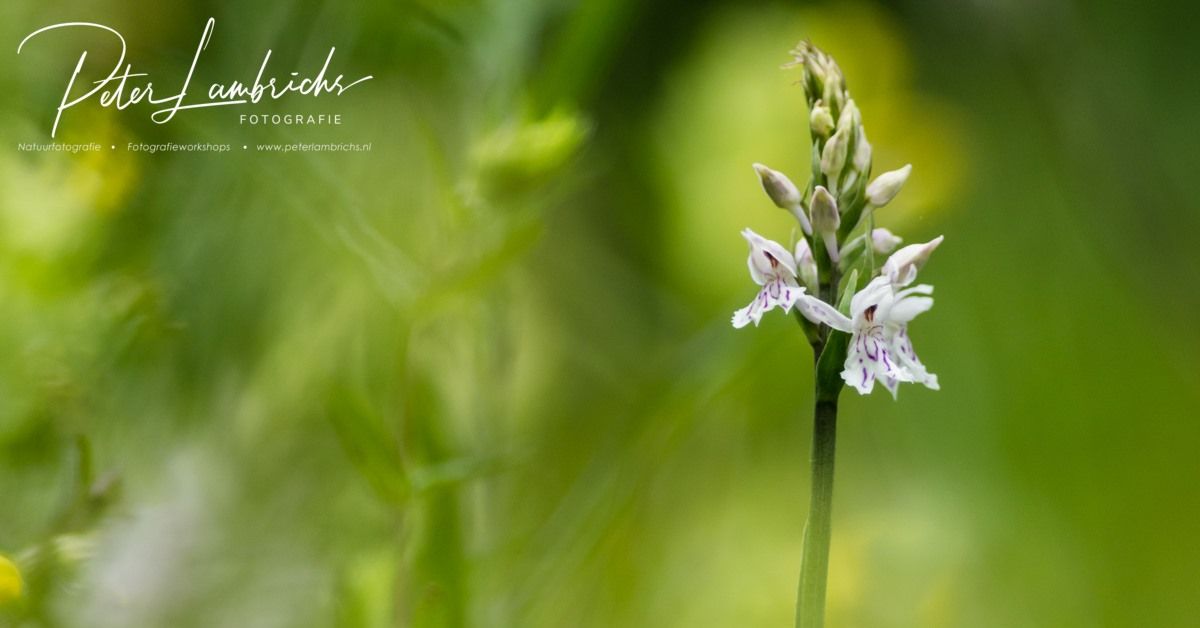 Fotografieworkshop Orchidee\u00ebn