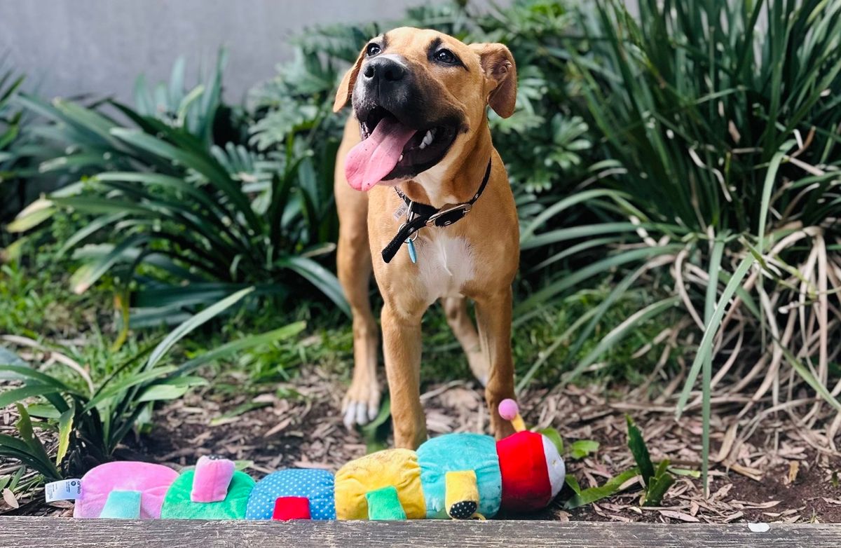 Sutherland Shire Council Animal Shelter Open Day