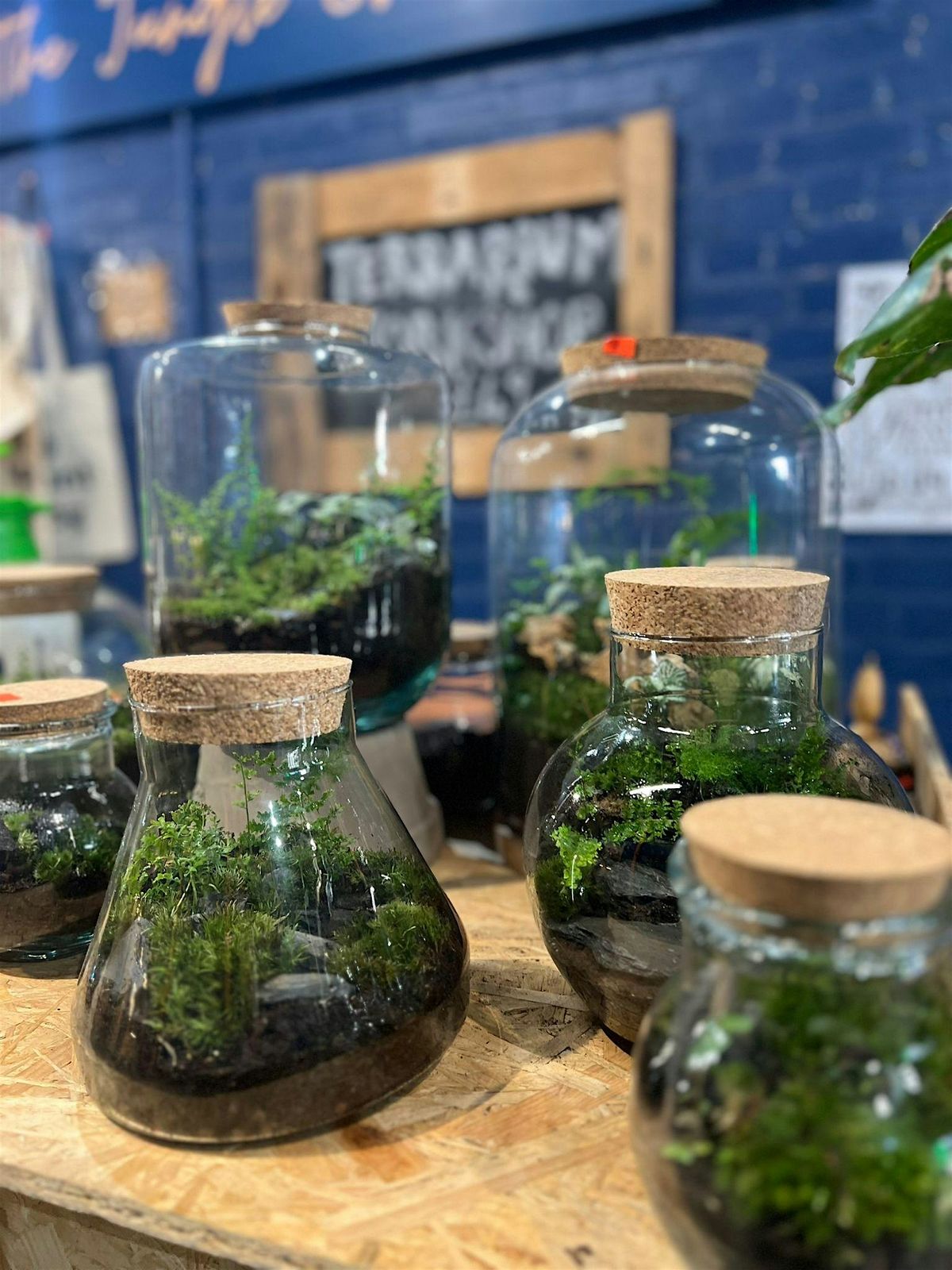 Terrarium workshop with The Jungle Club