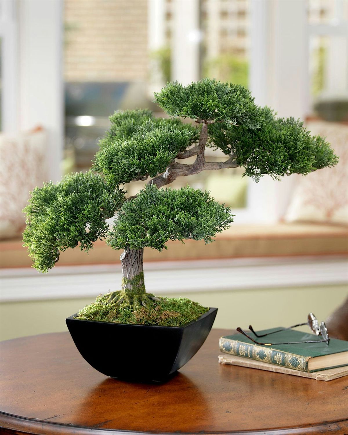 Bonsai Club- Celebrating 9 Years Learning Together