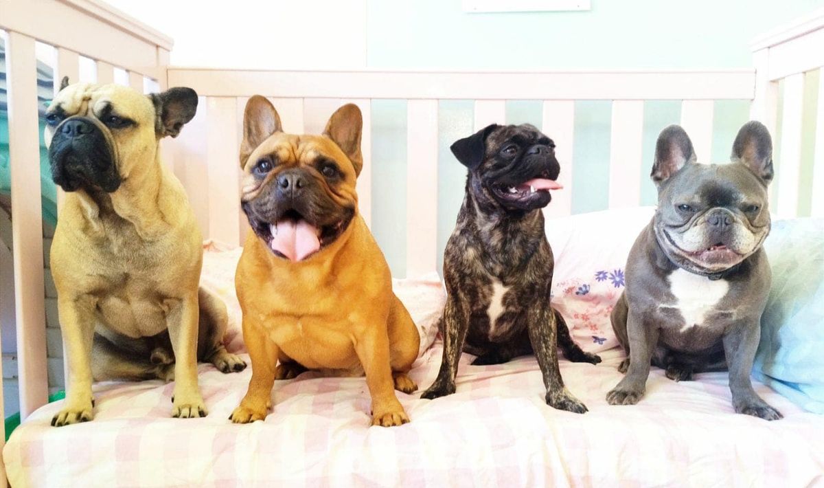 Frenchies, Pugs & Boston Terriers Social Meetup