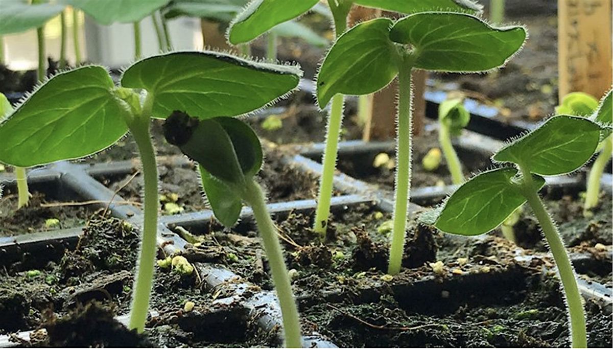 How to Winter Sow Native Seeds