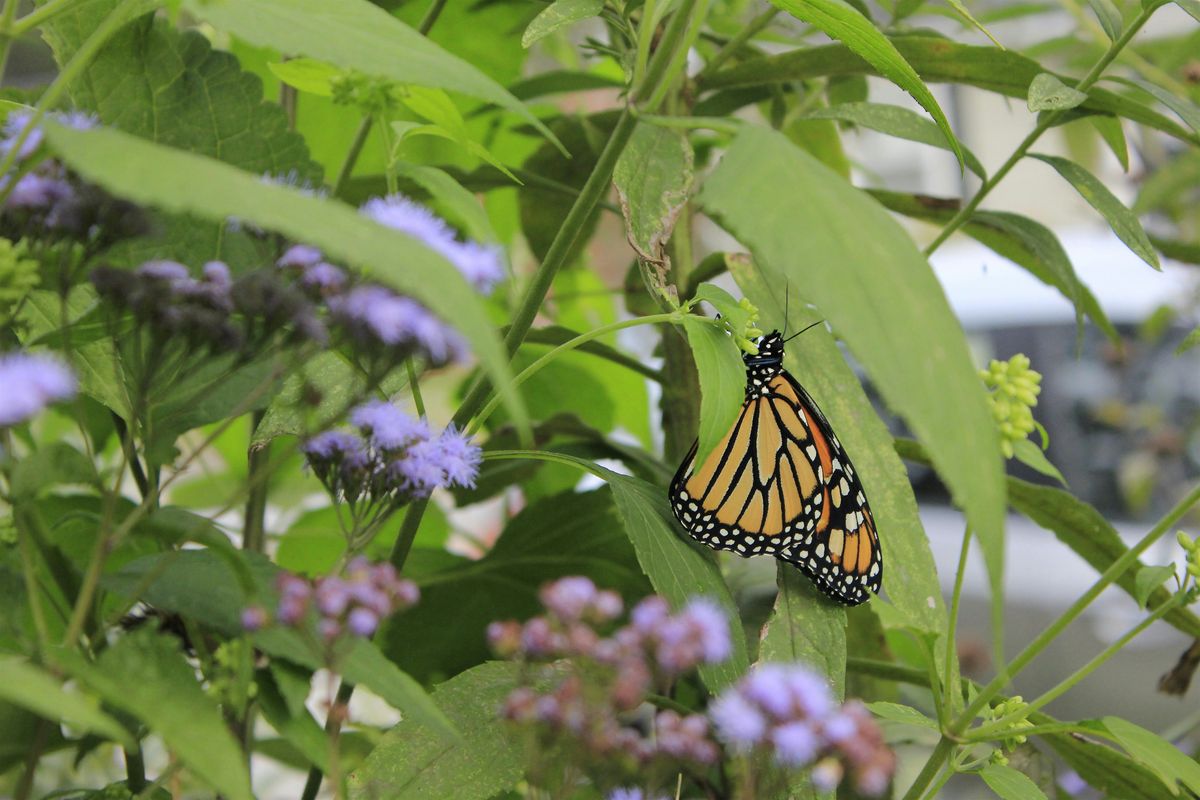 Habitat Advocate: Lepidoptera ID & Host Plants