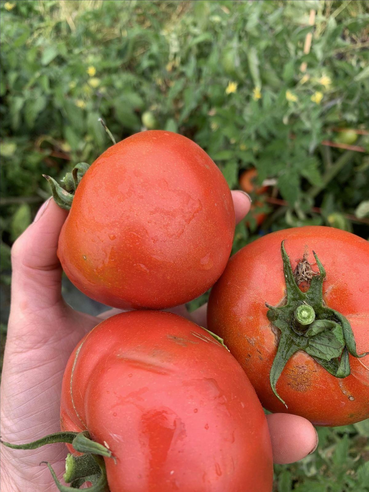 Time for Tomatoes