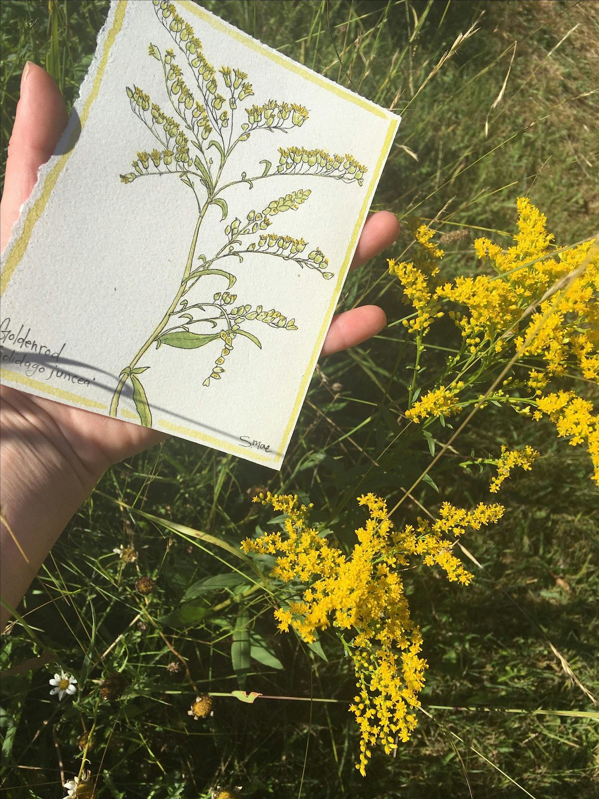 Botanical Illustration Workshop