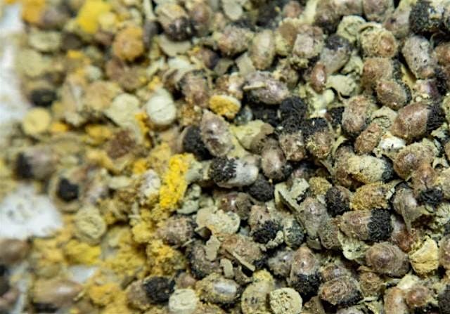 Mason Bee Harvest Party at Gorman Heritage Farm