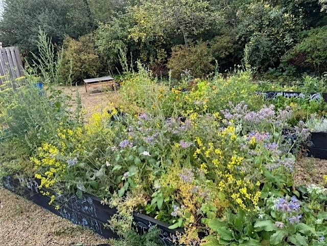 The Art of Climate Change Gardening with Pamela Whitaker