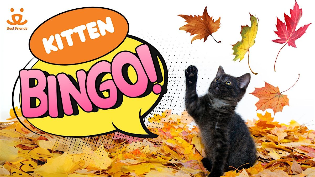 Purrs of Plenty Kitten Bingo