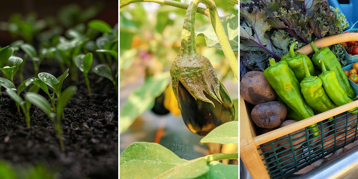 Backyard Gardening