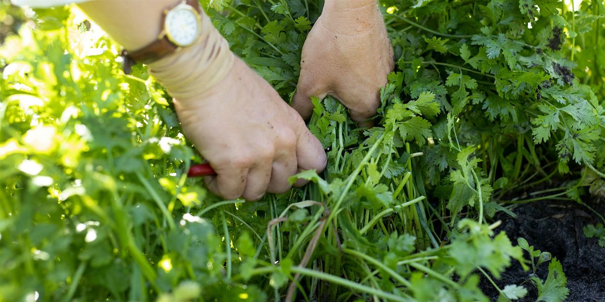 Growing and Using Herbs for Health