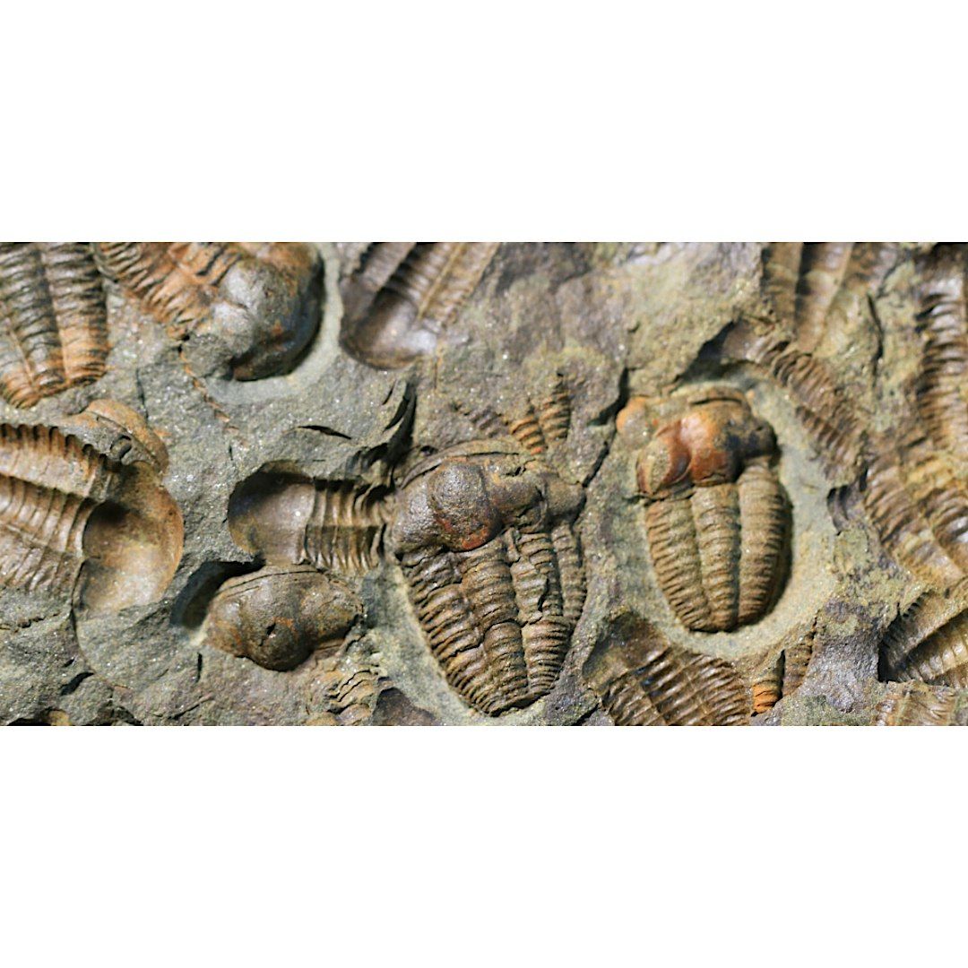 Fossil Finds, Children's Program, $4 per child upon arrival
