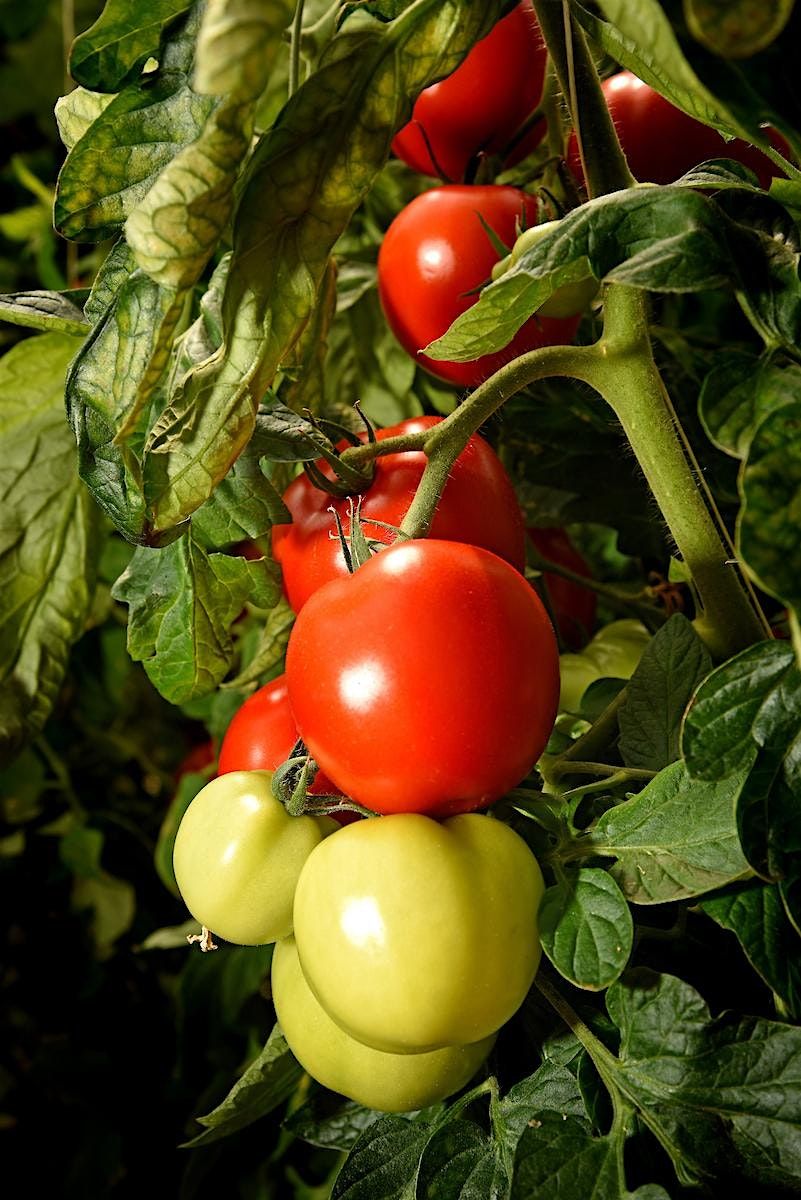 Gardening Boot Camp - Harvesting & Post Harvest Handling