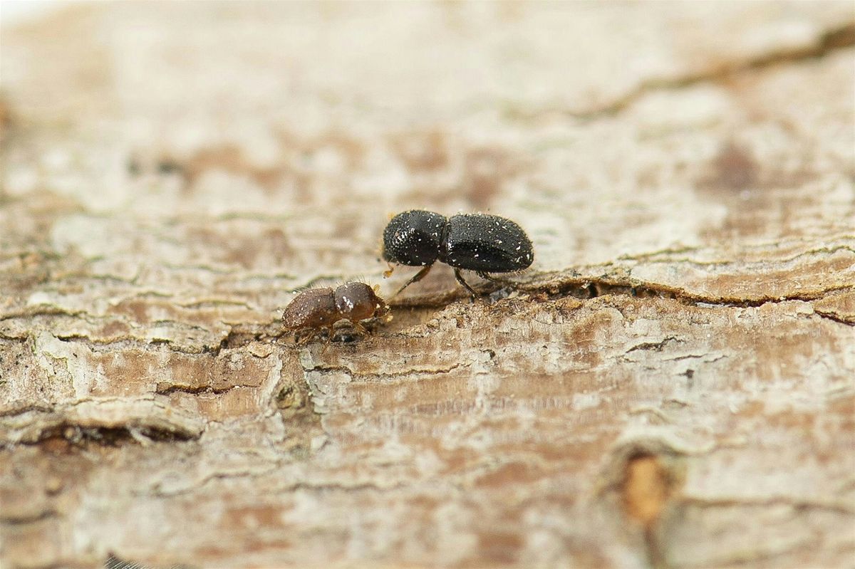 Polyphagous Shot Hole Borer Information Session