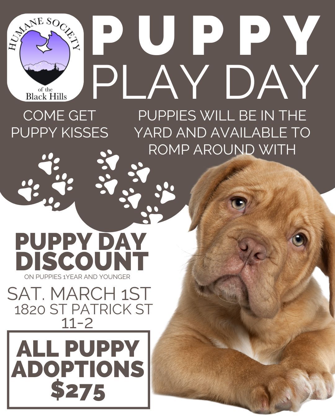 Puppy Play Day