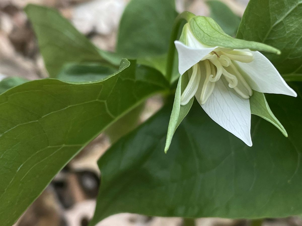 Chasing Spring:  Waterfalls and Wildflowers Hike