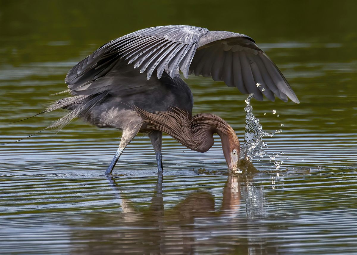 NJ Audubon Digital Photography Workshop 7: Bird and Wildlife Photography