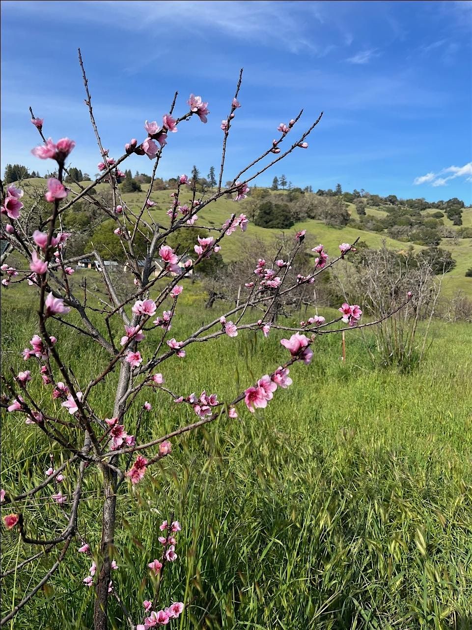 Knowing Our True Nature: An earth-based meditation yoga retreat