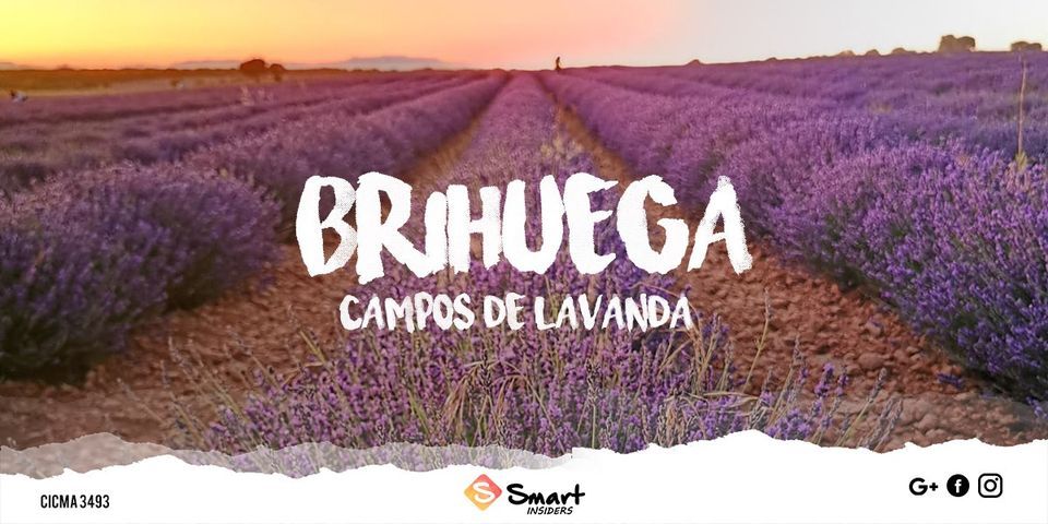 Day trip to Brihuega: Campos de Lavanda, ONLY 25\u20ac*