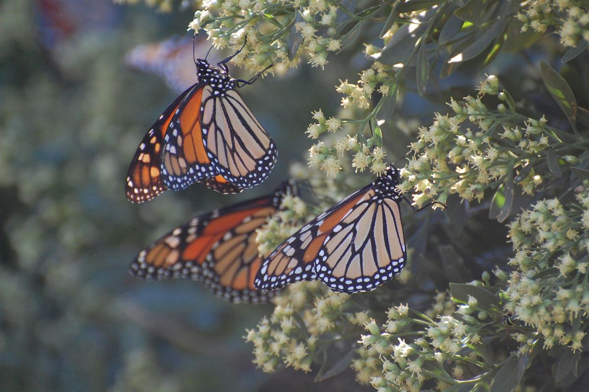 Doug Tallamy: Nature's Best Hope