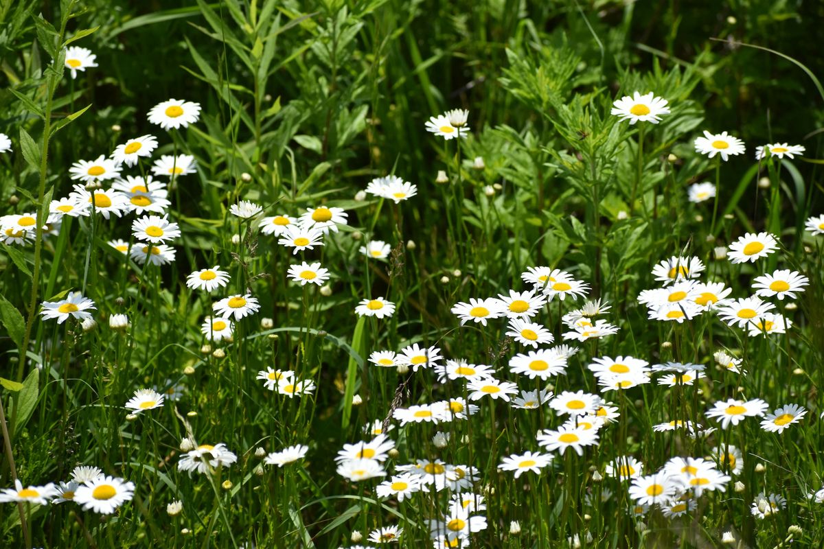 Wildflower Walk