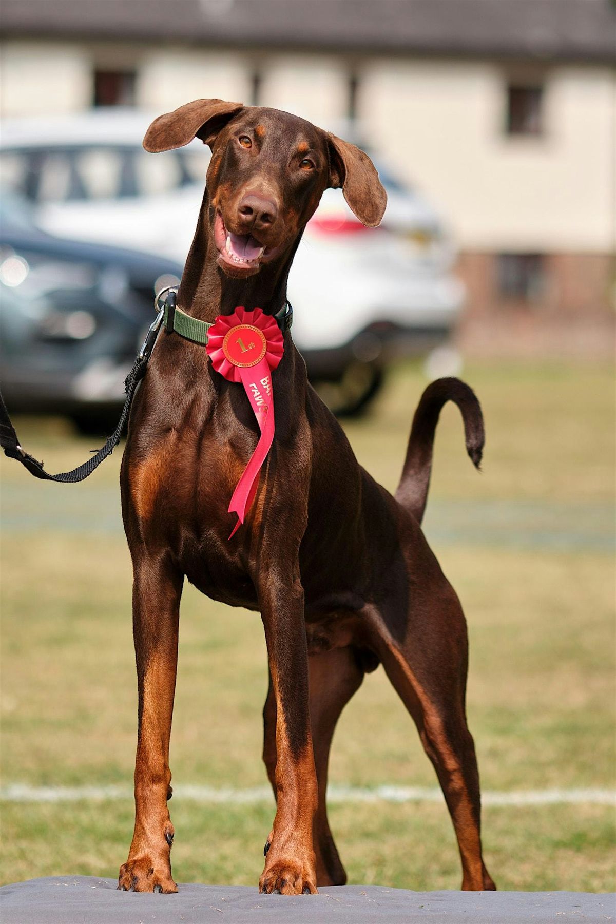 Bark In The Park - The Ulti-mutt doggy day out!