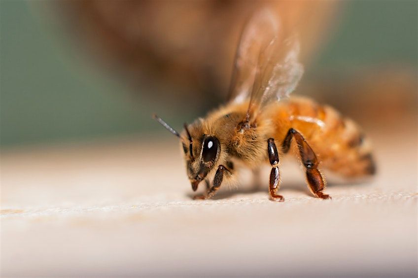 Honeybee Reproduction: Queens & Drones - INTERMEDIATE Beekeeping Lecture