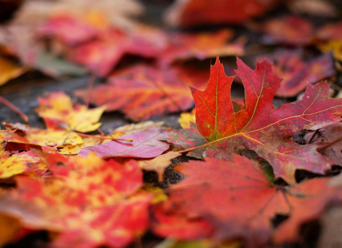 McLean Baptist Church - Ladies' Dinner Out - October 2025